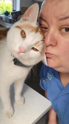 Lost Male Cat last seen Church Road, Dundonald, Lisburn and Castlereagh, Northern Ireland BT16