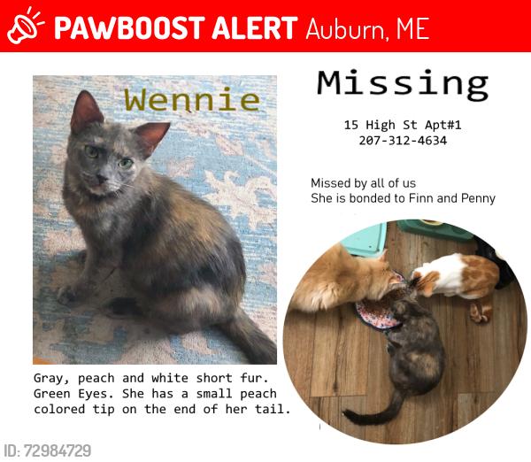 Lost Female Cat last seen Court St, Drummond St, Auburn, ME 04210