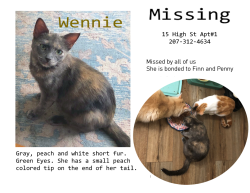 Lost Female Cat last seen Court St, Drummond St, Auburn, ME 04210