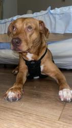 Lost Male Dog last seen omni cinema or around sycamore/bragg blvd, Fayetteville, NC 28303