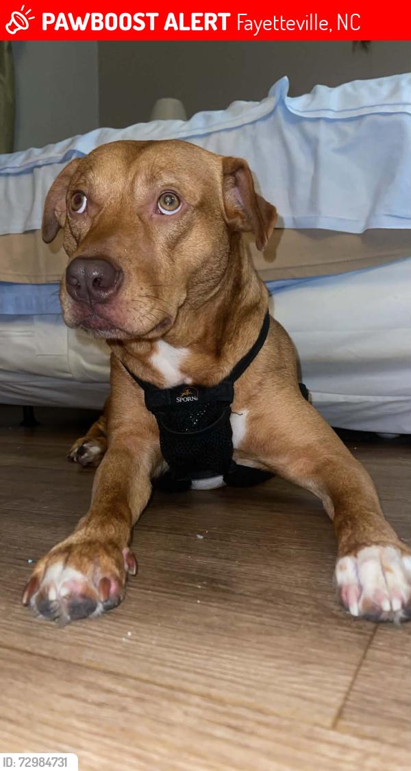 Lost Male Dog last seen omni cinema or around sycamore/bragg blvd, Fayetteville, NC 28303