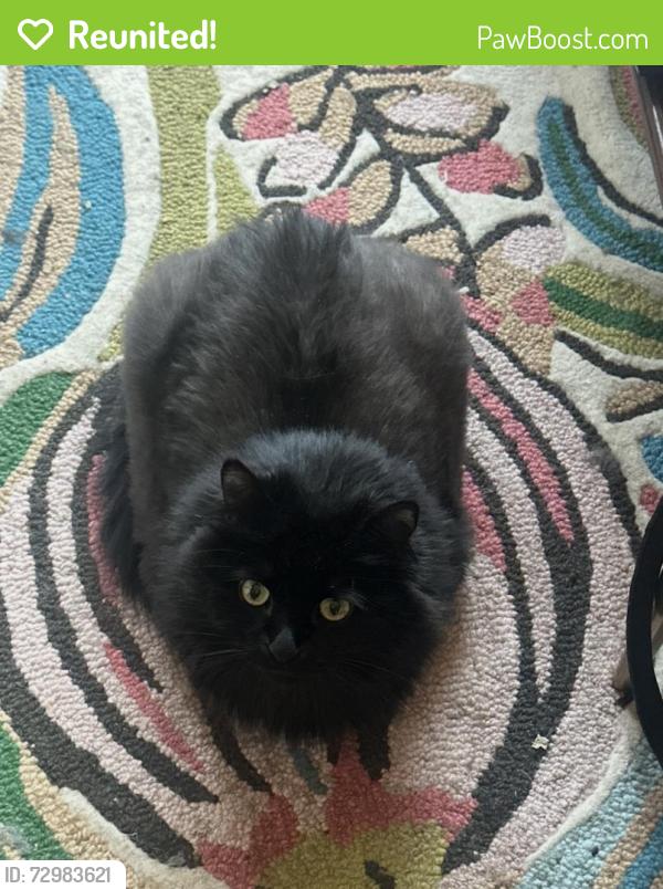 Reunited Female Cat last seen Morganton Rd., Cliffdale Rd, Fayetteville, NC 28303