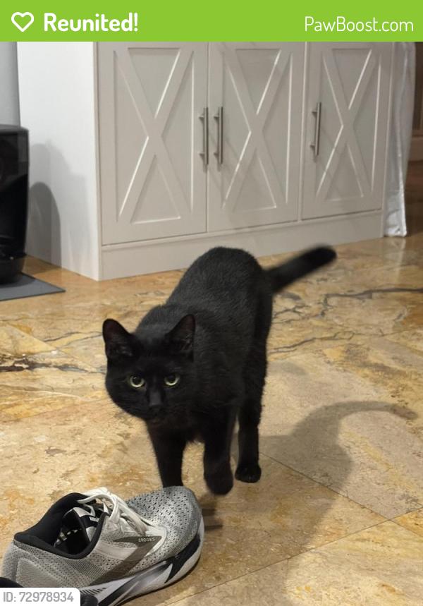 Reunited Female Cat last seen Towards the back of the community, West Palm Beach, FL 33415