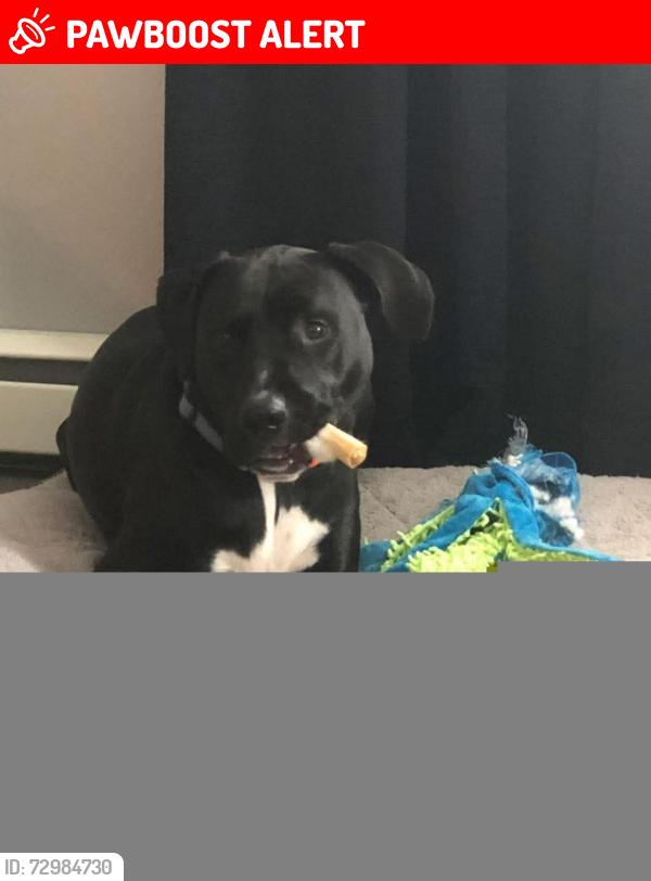 Lost Male Dog last seen Limerick Center Road, Limerick Township, PA 19468
