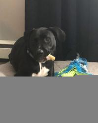 Lost Male Dog last seen Limerick Center Road, Limerick Township, PA 19468