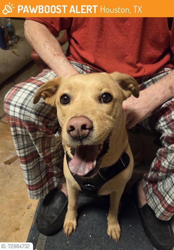 Found/Stray Female Dog last seen Noble pine, clear lake city blvs, Houston, TX 77059