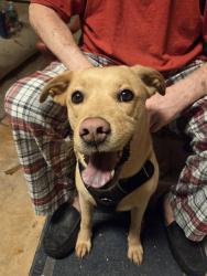 Found/Stray Female Dog last seen Noble pine, clear lake city blvs, Houston, TX 77059