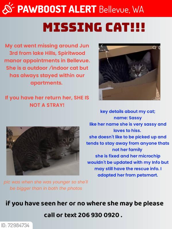 Lost Female Cat last seen 148th ave se & lakehill , Bellevue, WA 98007
