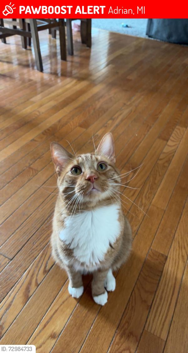 Lost Male Cat last seen The first bridge near Riverside Park on Kiwanis trail, Adrian, MI 49221