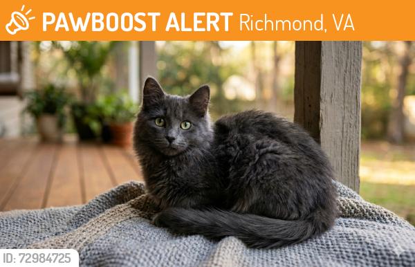 Found/Stray Unknown Cat last seen Near northcliff Place, Richmond, VA 23236