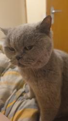 Reunited Unknown Cat last seen Burgerism Gatley, Gatley, England 