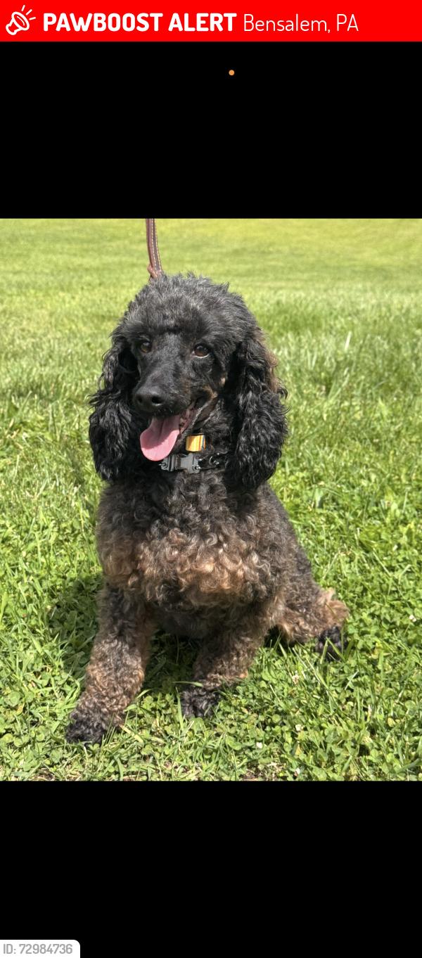 Lost Male Dog last seen Webster Ct , Bensalem, PA 19020