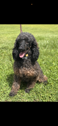 Lost Male Dog last seen Webster Ct , Bensalem, PA 19020