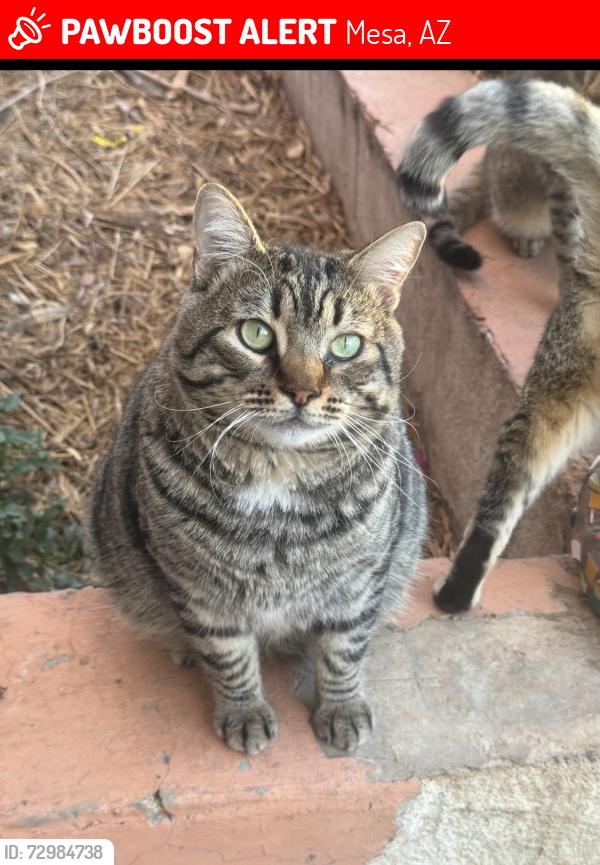 Lost Male Cat last seen Gilbert Road & 8th Ave , Mesa, AZ 85204
