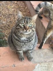Lost Male Cat last seen Gilbert Road & 8th Ave , Mesa, AZ 85204