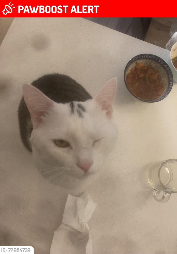 Lost Male Cat last seen Frank Mckechnie community centre., Mississauga, ON L4Z 3P5