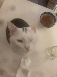 Lost Male Cat last seen Frank Mckechnie community centre., Mississauga, ON L4Z 3P5