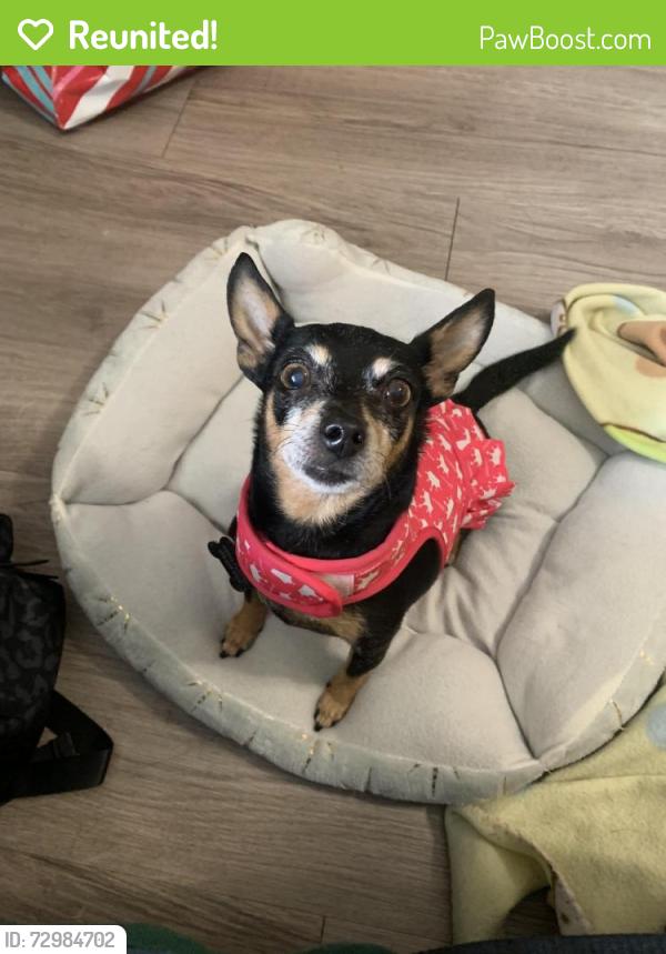 Reunited Female Dog last seen Near Yucca Field Dr, Cypress, TX 77433, USA, Cypress, TX 77433