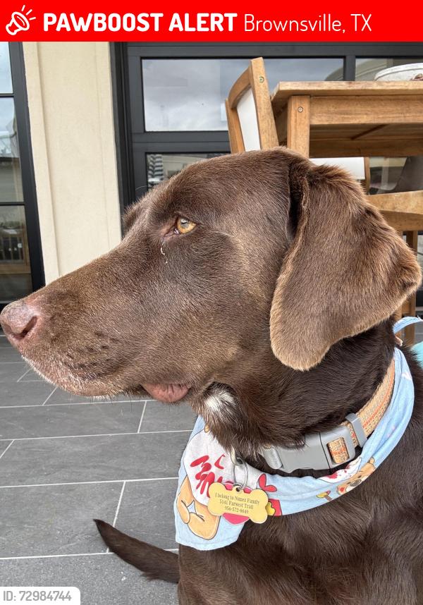 Lost Male Dog last seen Farwest Trail, Brownsville, TX 78526