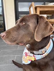 Lost Male Dog last seen Farwest Trail, Brownsville, TX 78526