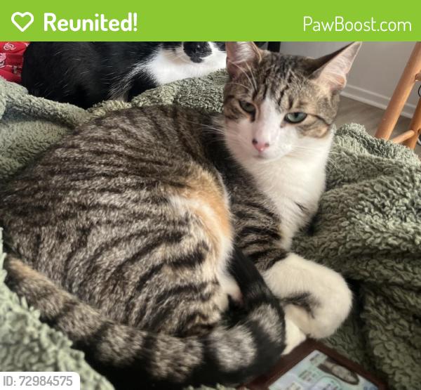 Reunited Male Cat last seen Near Hickory Creek Ln, Columbus, OH 43229, USA, Columbus, OH 43229