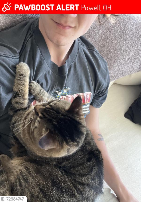 Lost Female Cat last seen Got out near 8852 orinda rd, Powell, OH 43065