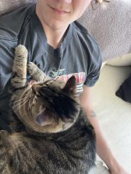 Lost Female Cat last seen Got out near 8852 orinda rd, Powell, OH 43065