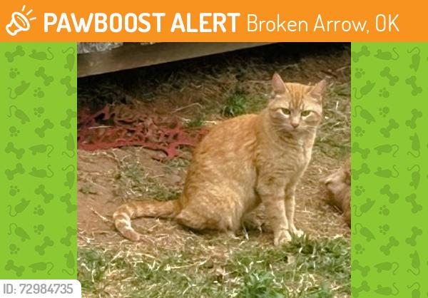 Found/Stray Female Cat last seen Near 121st / Elm, Broken Arrow, OK 74011