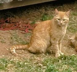 Found/Stray Female Cat last seen Near 121st / Elm, Broken Arrow, OK 74011