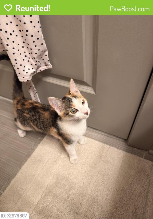 Reunited Unknown Cat last seen Elms Fells Point apmts, Baltimore, MD 21231