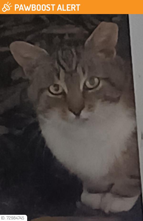 Found/Stray Unknown Cat last seen Highland Road between Rt. 322 & Brookworth, East Bradford Township, PA 19380