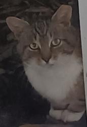 Found/Stray Unknown Cat last seen Highland Road between Rt. 322 & Brookworth, East Bradford Township, PA 19380