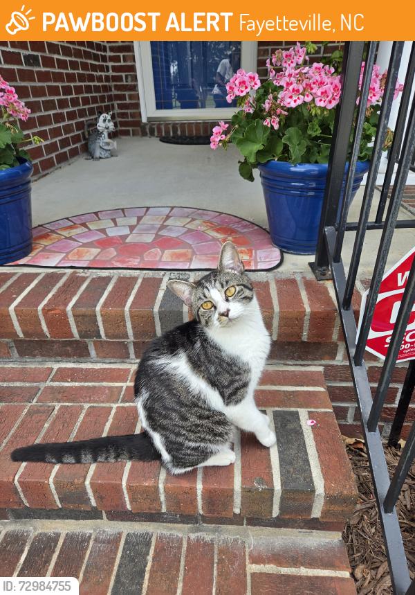 Found/Stray Male Cat last seen Treyburn Ave, Fayetteville, NC 28314