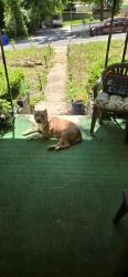 Found/Stray Female Dog last seen Woodland & Boxwood on the fire station side, Morningside, MD 20746