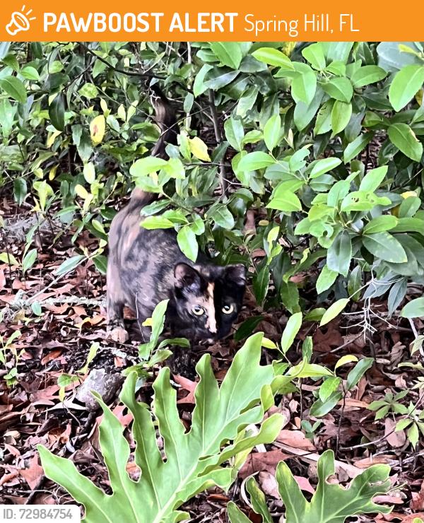Found/Stray Unknown Cat last seen Glen Haven , Spring Hill, FL 34609