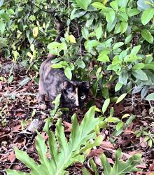 Found/Stray Unknown Cat last seen Glen Haven , Spring Hill, FL 34609