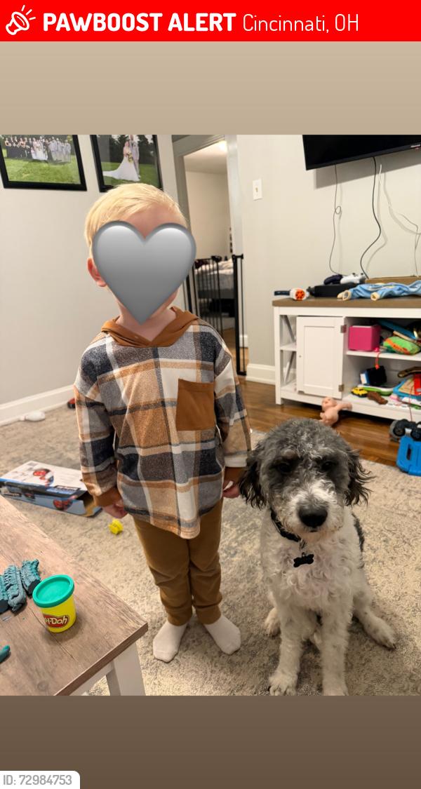 Lost Male Dog last seen Glenway & Guerley, Cincinnati, OH 45238
