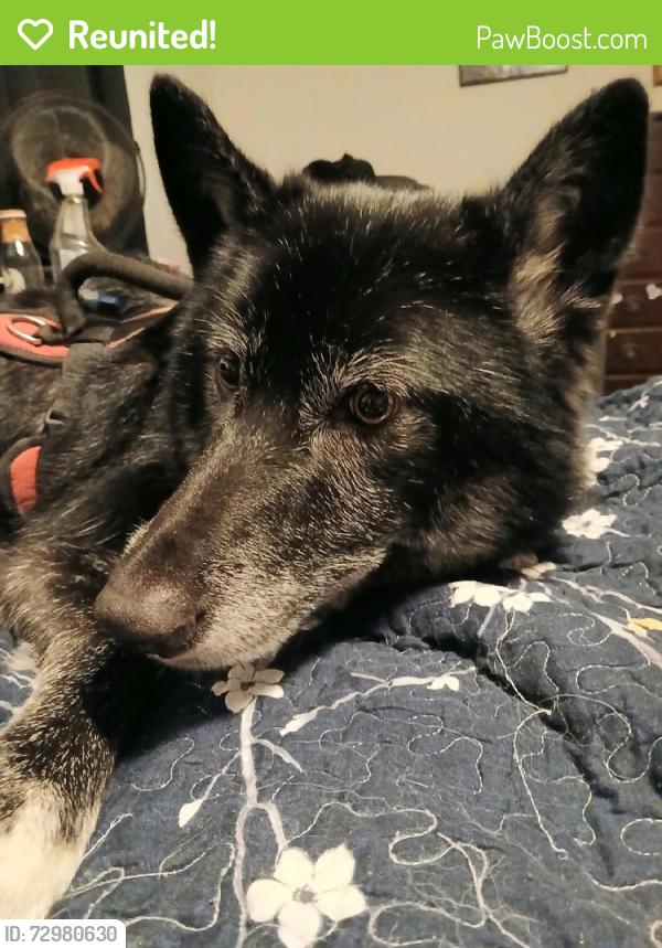 Reunited Female Dog last seen Near Satterfield Rd, Cleveland, GA 30528, USA, Cleveland, GA 30528