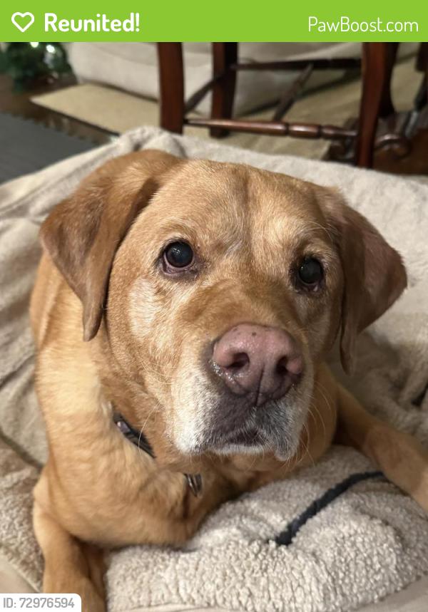Reunited Female Dog last seen Swimming channel marker 18a, Mooresville, NC 28117