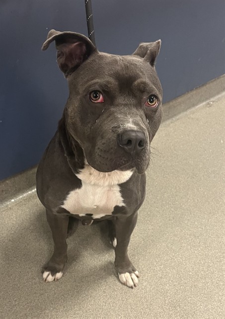 Shelter Stray Male Dog last seen Near BLOCK NW 46TH AVE, 3599 NW 79th Ave, Doral, FL 33122, USA