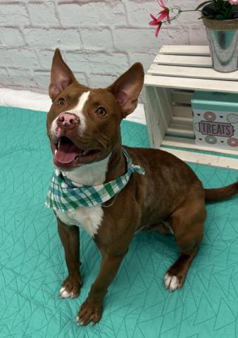 Shelter Stray Male Dog last seen Near BLOCK WAYBURN ST, DETROIT, MI 48224, 7401 Chrysler Dr, Detroit, MI 48211, USA