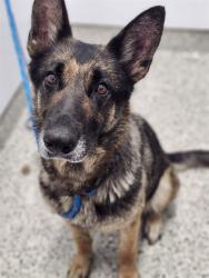 Shelter Stray Female Dog last seen Near BLOCK FREDRO ST, DETROIT MI 48212, 7401 Chrysler Dr, Detroit, MI 48211, USA