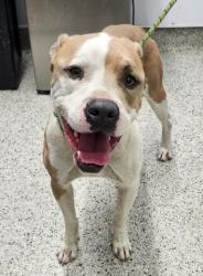 Shelter Stray Male Dog last seen Near BLOCK CLEMENTS ST, DETROIT MI 48238, 7401 Chrysler Dr, Detroit, MI 48211, USA