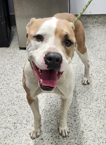 Shelter Stray Male Dog last seen Near BLOCK CLEMENTS ST, DETROIT MI 48238, 7401 Chrysler Dr, Detroit, MI 48211, USA