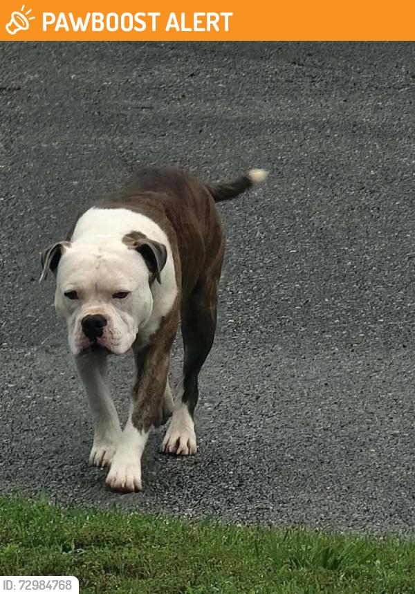 Found/Stray Male Dog last seen shoals lane, Hamilton County, TN 37341