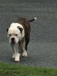 Found/Stray Male Dog last seen shoals lane, Hamilton County, TN 37341