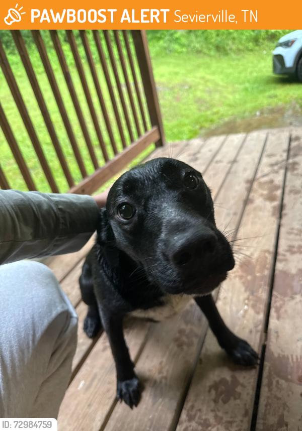 Found/Stray Female Dog last seen Pearl Valley Rd & Peaceful Way, Sevierville, TN 37876