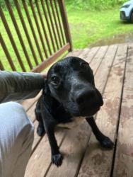 Found/Stray Female Dog last seen Pearl Valley Rd & Peaceful Way, Sevierville, TN 37876
