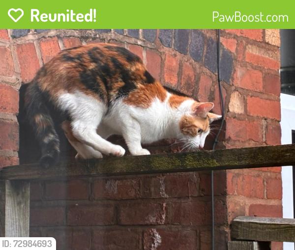 Reunited Unknown Cat last seen Maryvale Road, Pershore Road , Bournville, England B30
