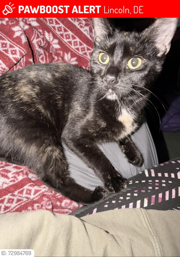 Lost Female Cat last seen Kings crossing Jefferson crossroads heritage rd , Lincoln, DE 19960